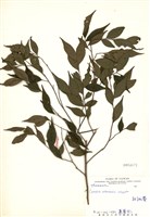 藏品(能高山茶)的圖片